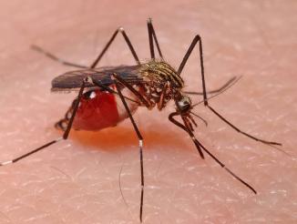 sivrisinek-ilaclama